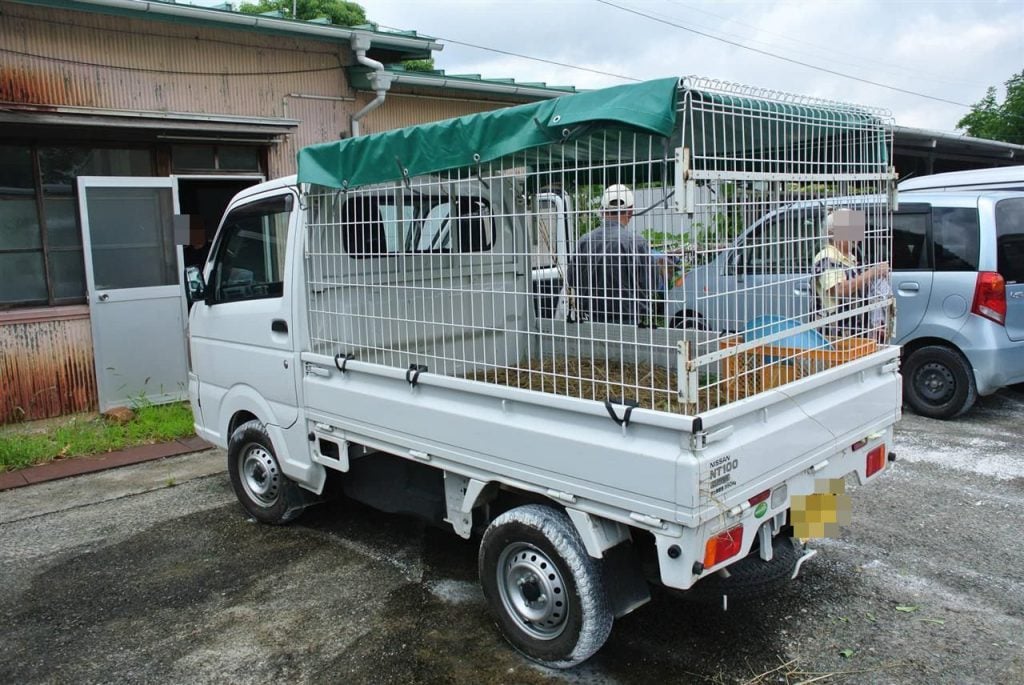 Kei truck used on Japanese cattle farm. Carry one young calf. Good for farming in the UK. Import myself direct from Japan